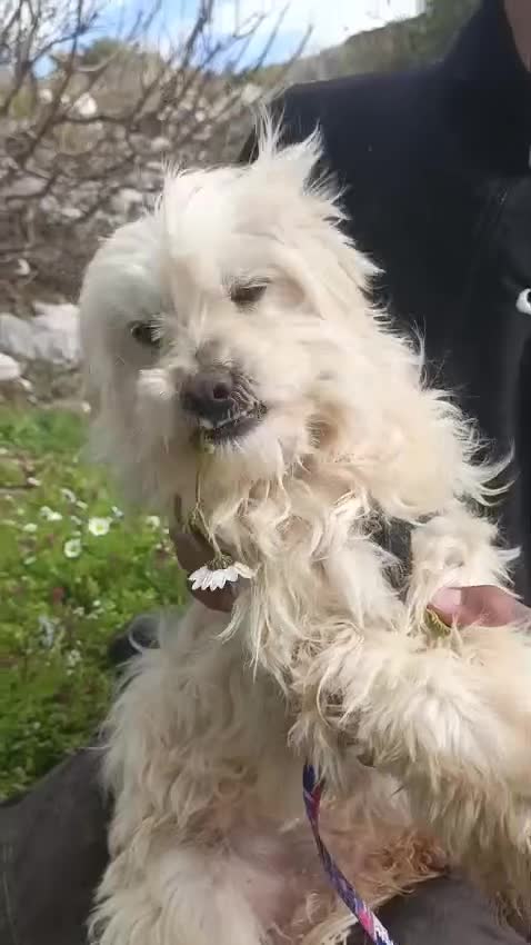 Maltese cani in regalo: Diego, un adorabile maltese - Video 1