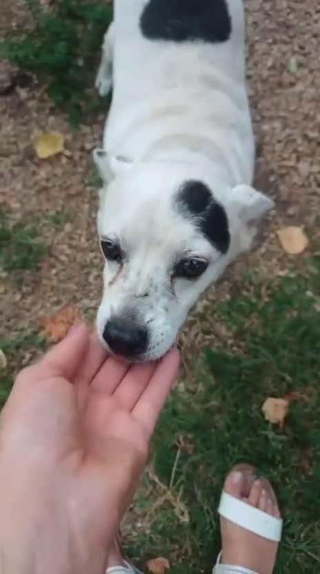 Meticcio cani in regalo: GIOIA 3 ANNI, 8 KG, VIVEVA CON UN BRANCO DI 30 CAN - Video 2