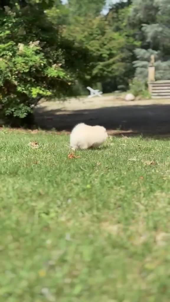 Volpino Pomerania cani in vendita: Volpino di Pomerania  - Video 2