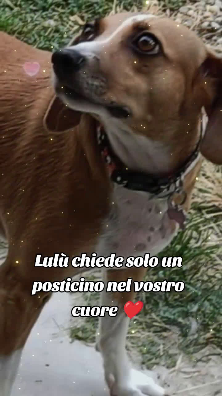 Meticcio cani in regalo: Cagnolina incrocio Beagle  a Provincia di Pavia - Video 1