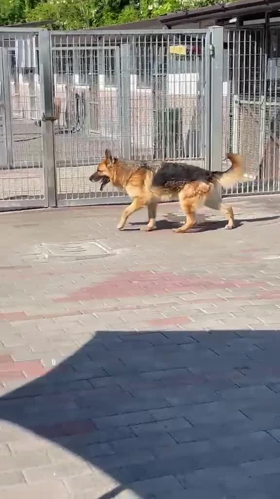 Meticcio cani in regalo: RAMOS PASTORE TEDESCO - Video 3