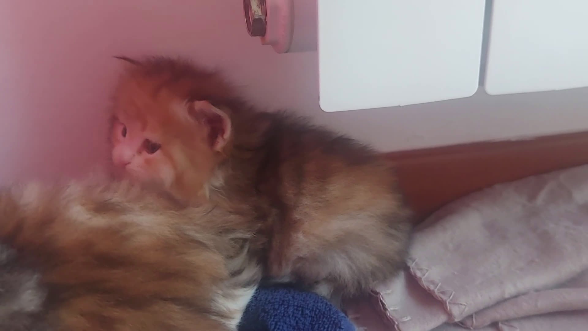 Siberiano gatti in vendita: Cuccioli di gatto Siberiano Certificati  - Video 1