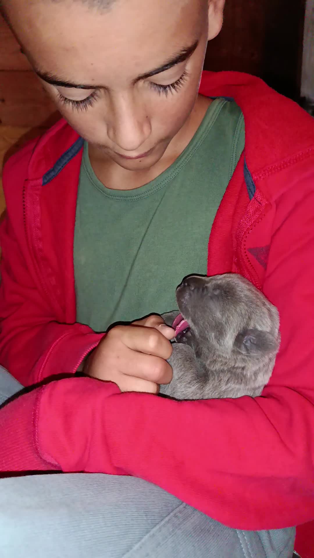 Cane Corso cani in vendita: Cuccioli CANE CORSO speciali - Video 1