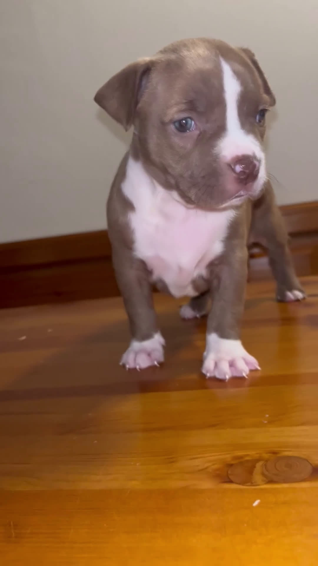 Pitbull cani in vendita: Cuccioli di pitbull - Video 1
