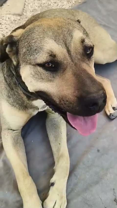 Meticcio cani in regalo: FANTASTICO BOBBY - Video 3