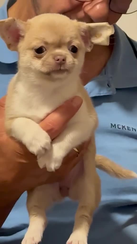 Chihuahua cani in vendita: chihuahua  a Città metropolitana di Milano - Video 1