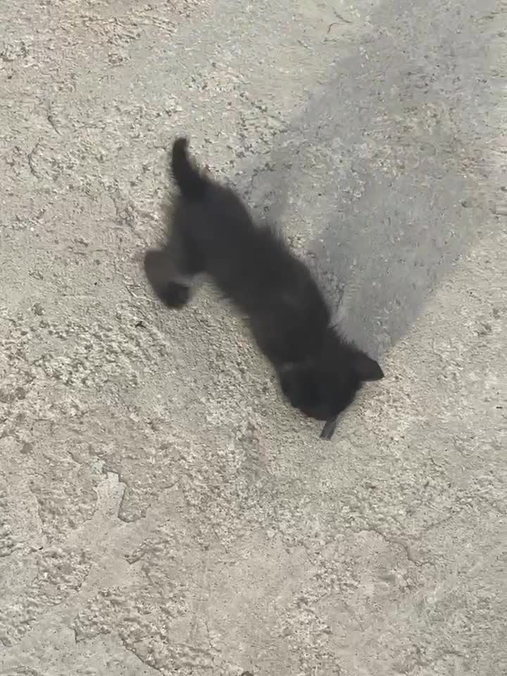 Meticcio gatti in regalo: Gattino nero  a Provincia di Padova - Video 2