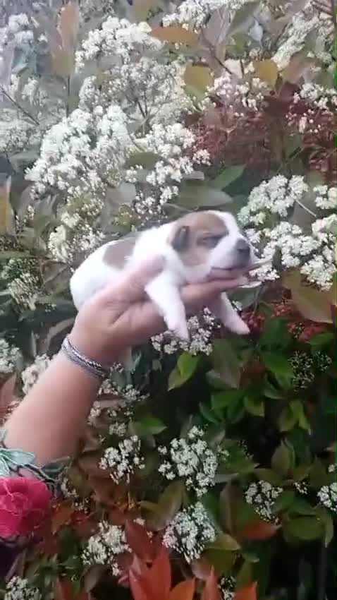 Jack Russell cani in vendita: Cuccioli jack russell  - Video 1