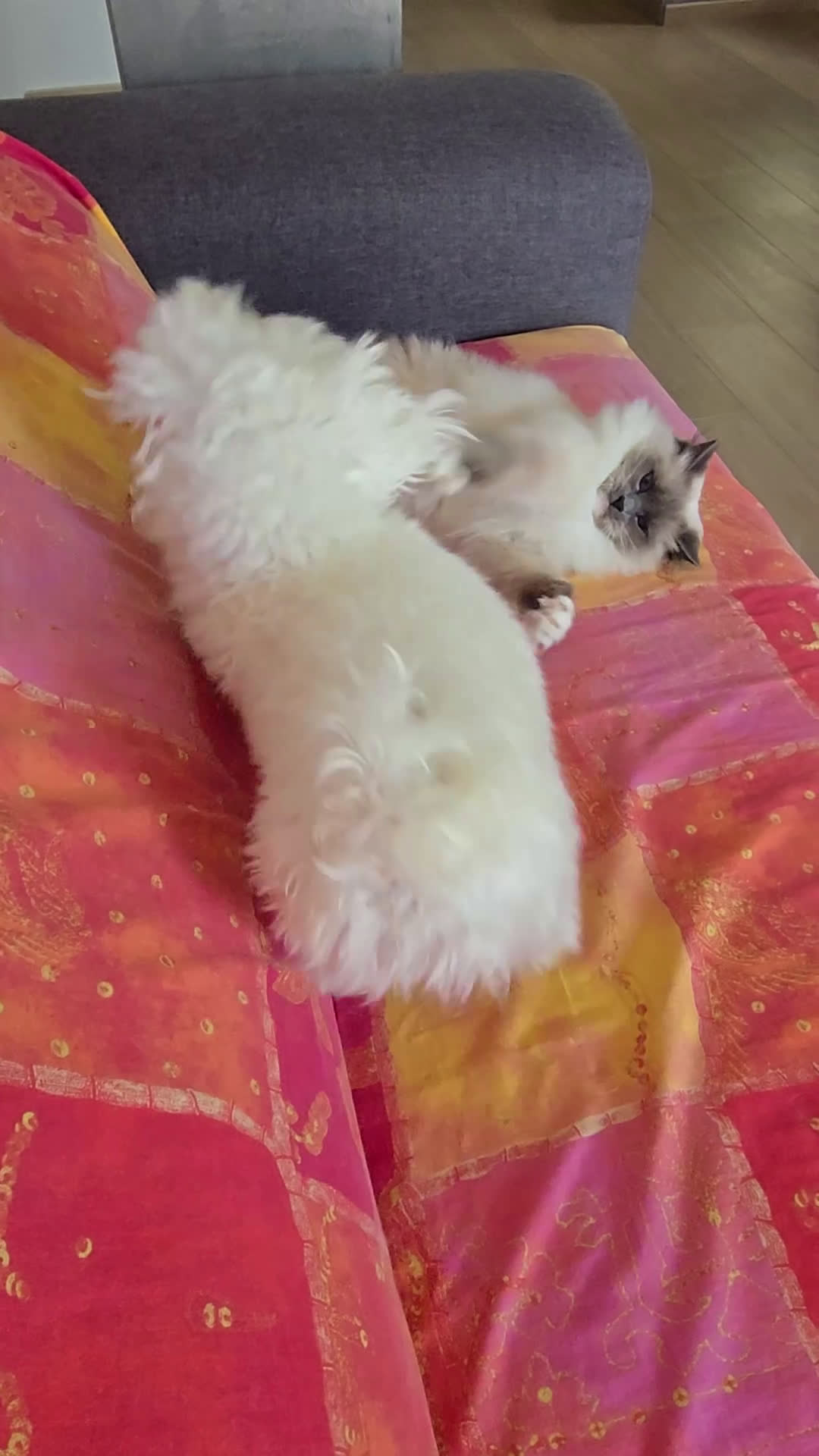 Maltese cani per accoppiamento: Accoppiamento  - Video 1