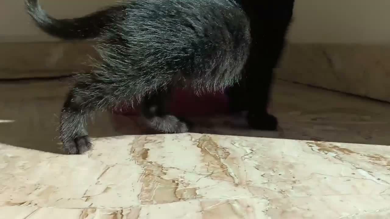 Meticcio gatti in regalo: Attenzione: tasso di dolcezza fuori scala  a Provincia di Pescara - Video 1
