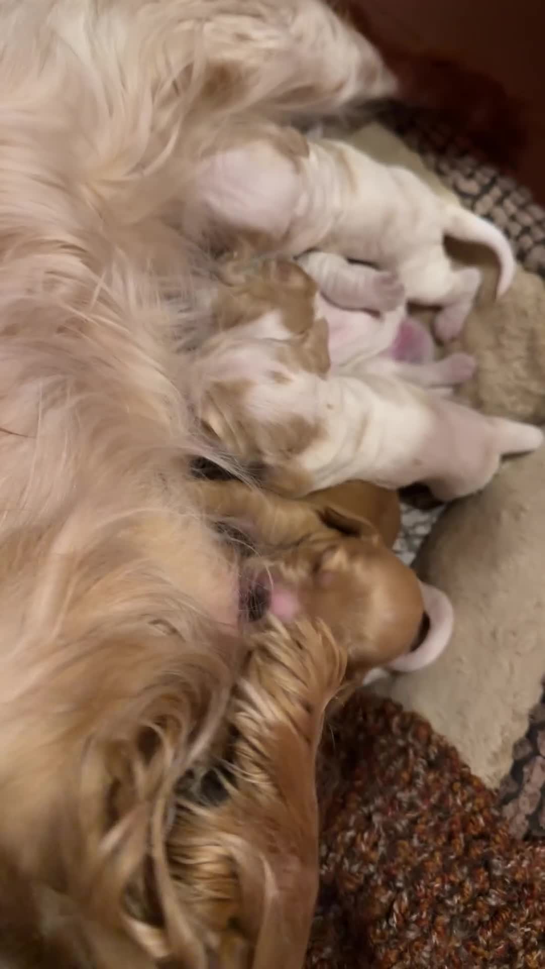 Cocker cani in vendita: Cocker cuccioli a Libero consorzio comunale di Siracusa - Video 1