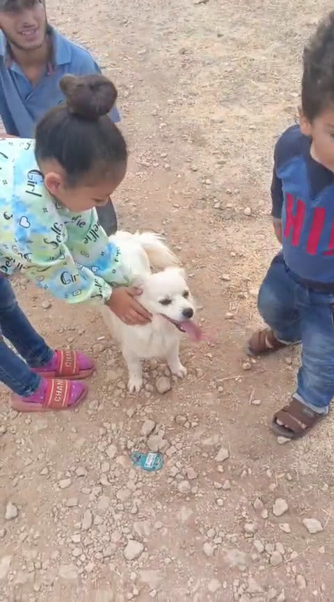 Volpino Italiano cani in regalo: Splendido simil volpino - COOKI - Video 1