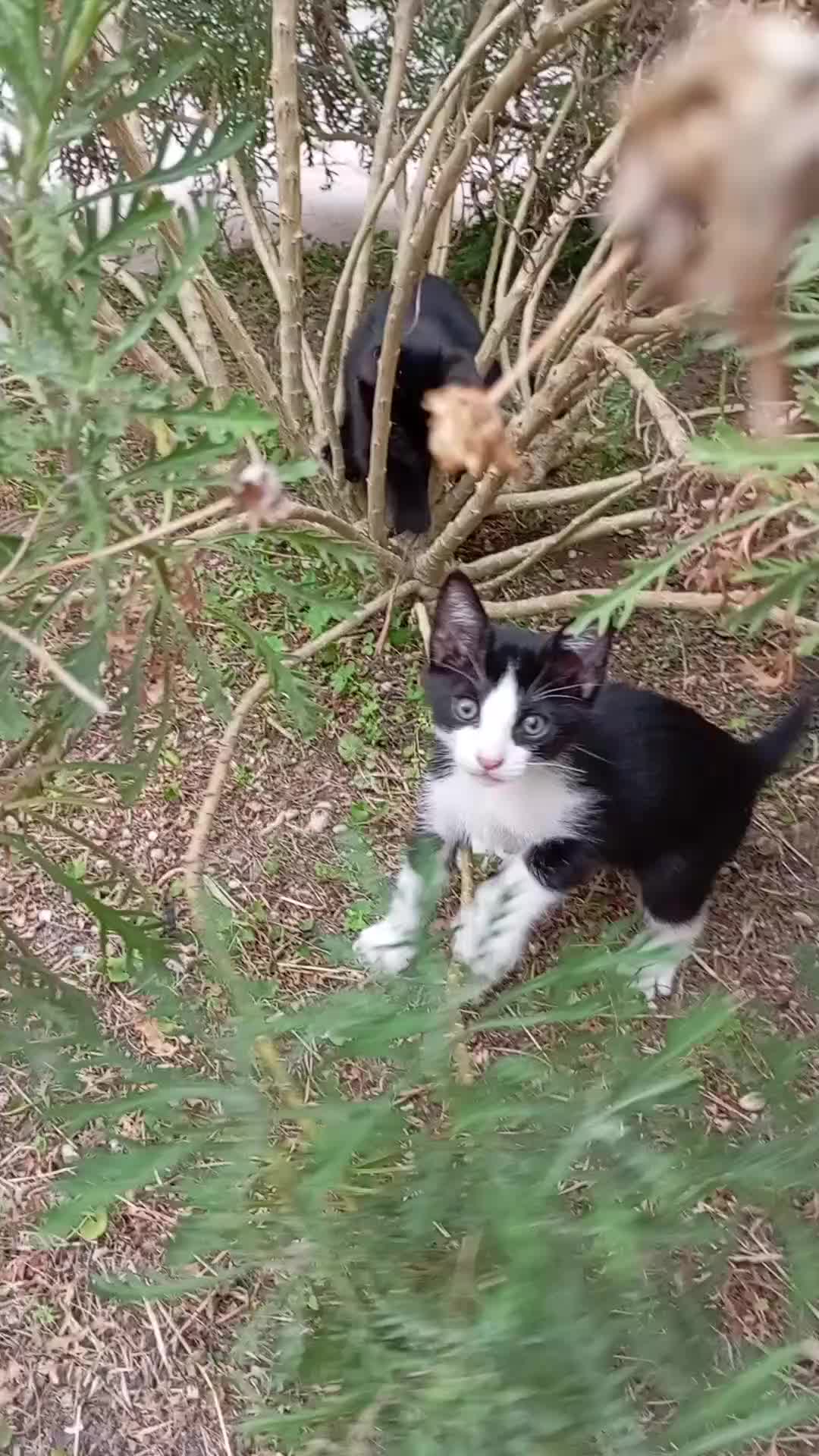 Europeo gatti in regalo: Mici portafortuna cercano casa  - Video 1
