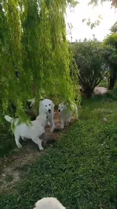 Pastore Abbruzzese Maremmano cani in vendita:  PASTORE ABRUZZESE MAREMMANO alta genealogia - Video 2