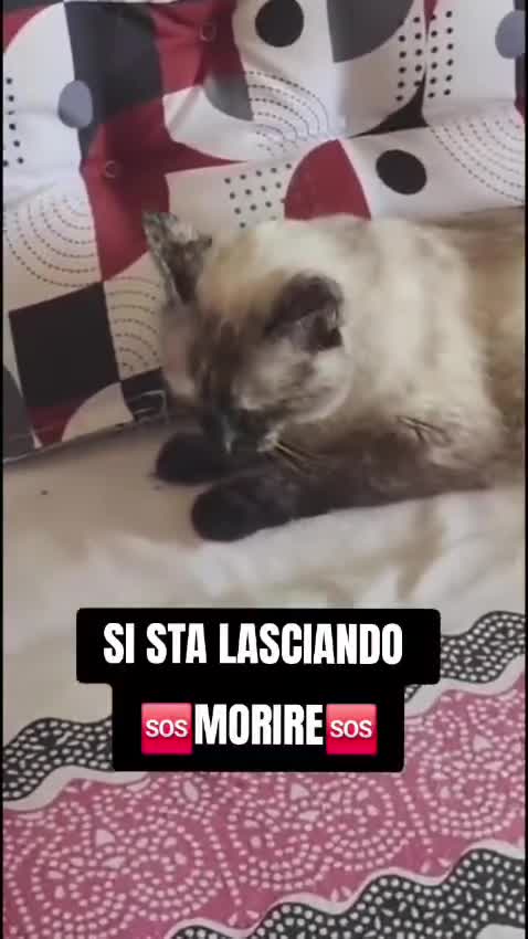Altre razze gatti in regalo: VANIGLIA....GUARDATE IL VIDEO a Città metropolitana di Roma Capitale - Video 1