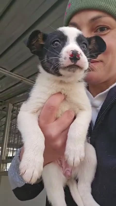 Meticcio cani in regalo: Elba: 2 mesi taglia contenuta  - Video 1