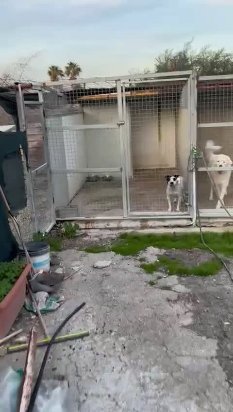 Altre razze cani in regalo: Desy solo 2 anni, mollossina taglia contenuta  - Video 3