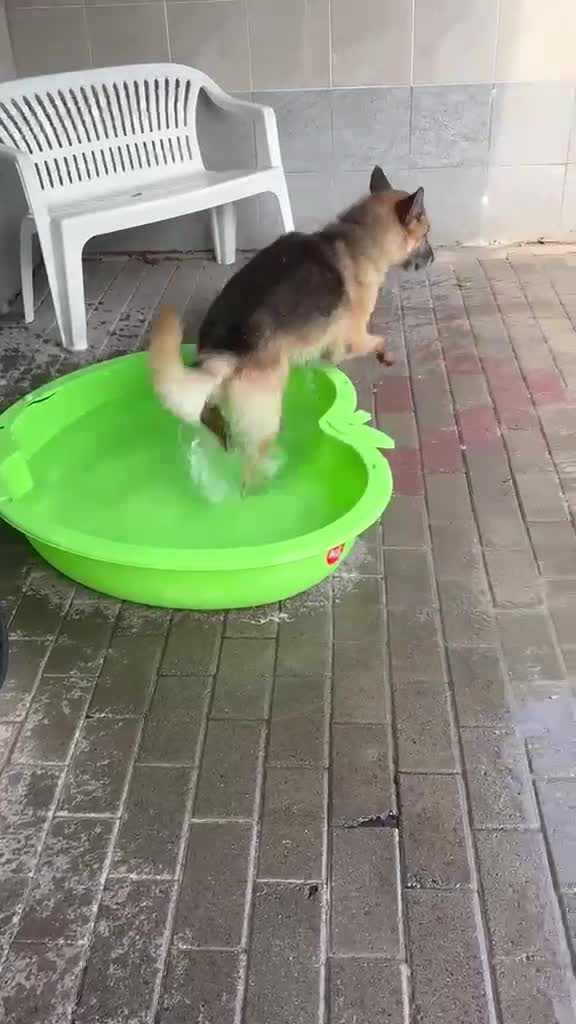 Meticcio cani in regalo: CICCILLO PASTORE TEDESCO - Video 4