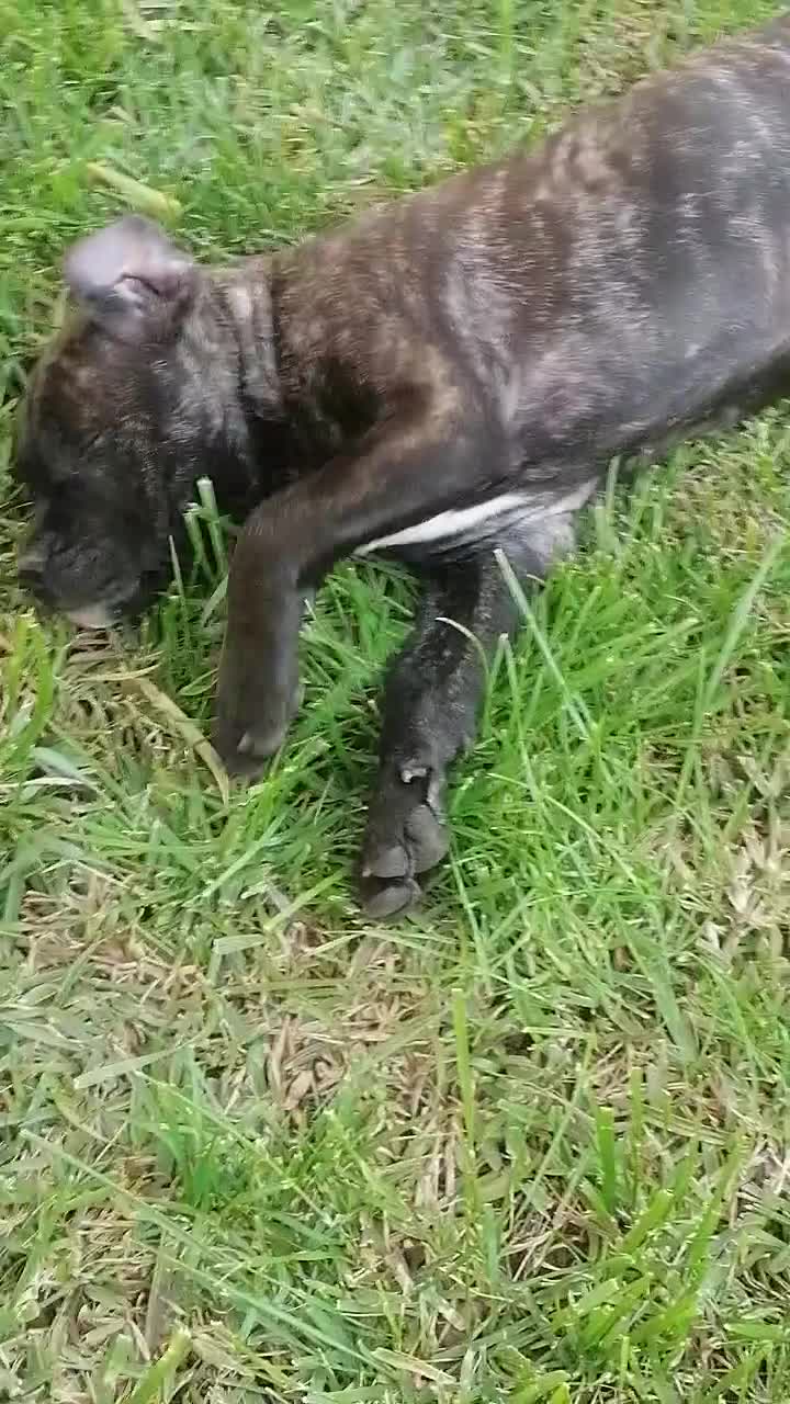 Cane Corso cani in vendita: Cucciole Cane Corso  - Video 2