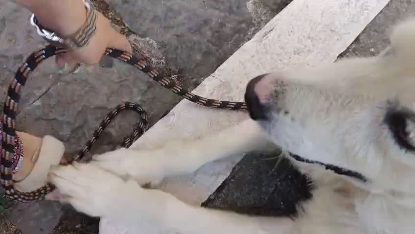 Meticcio cani in regalo: FABIANA MIX MAREMMANO - Video 1