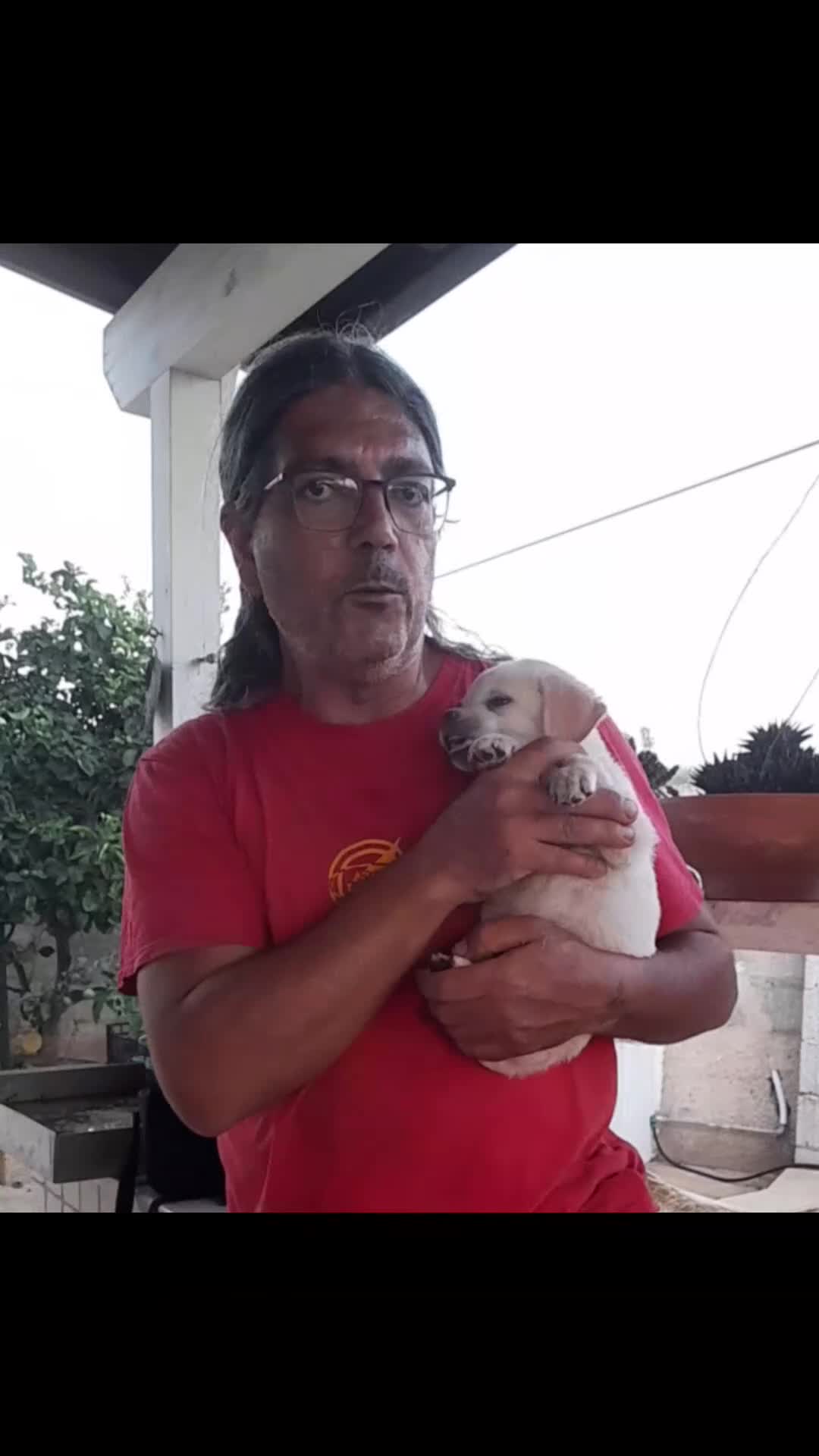 Labrador cani in regalo: Lucio dolce cucciolo incrocio labrador in adozione - Video 1