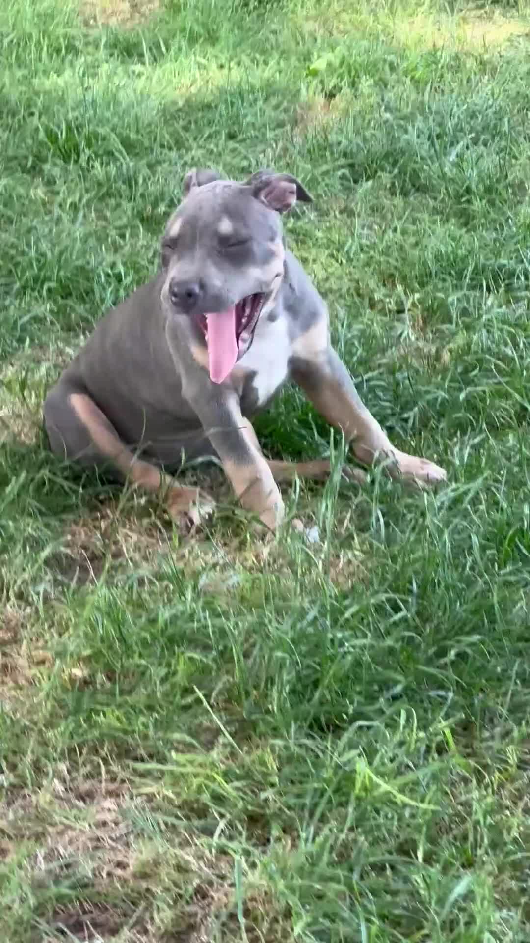 Pitbull cani in vendita: Pit Bull con pedigree, paghi anche a rate  - Video 1