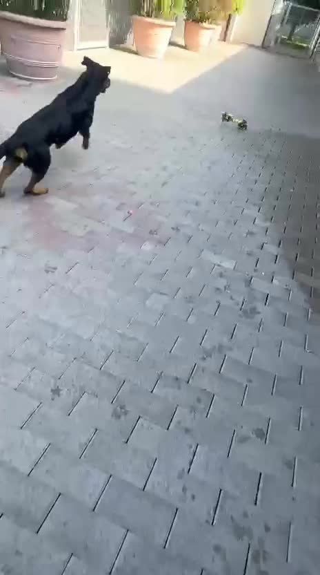 Rottweiler cani in regalo: LUNA ROTTWEILER - Video 2