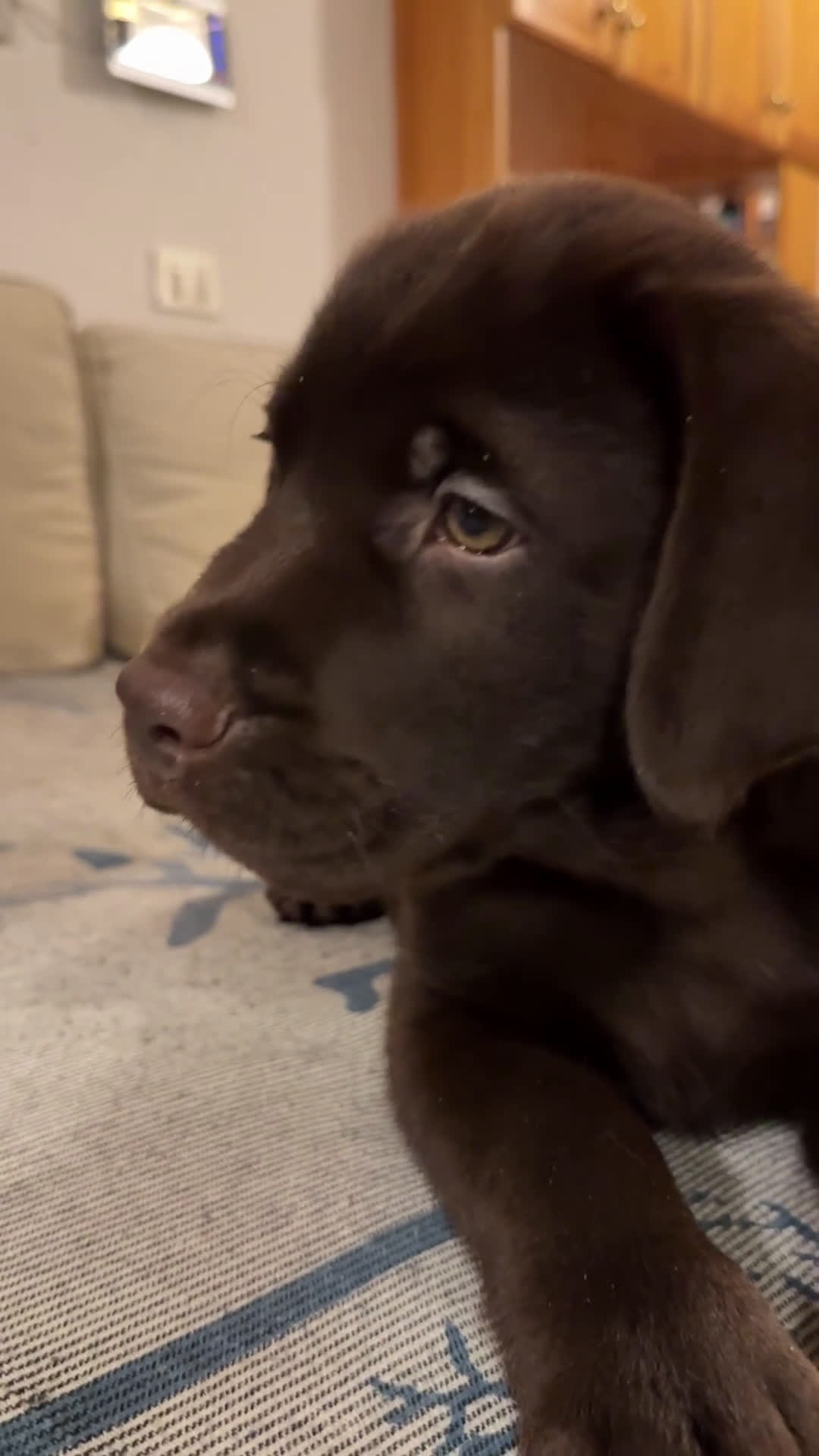 Labrador cani in vendita: Labrador Cioccolato - Video 1