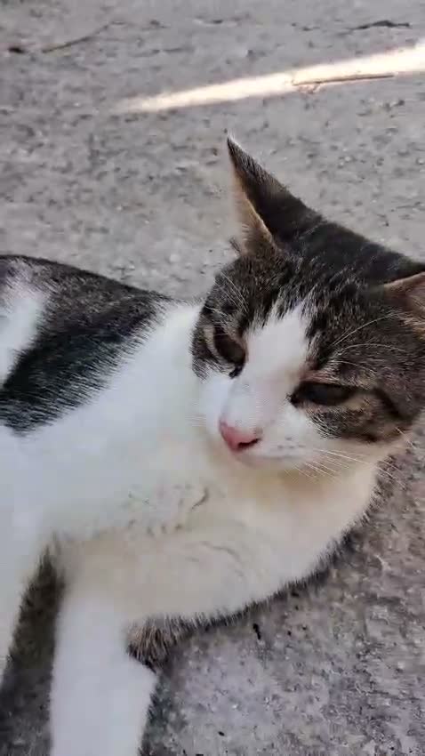 Altre razze gatti in regalo: CERCA CASA 🏡 - Video 1