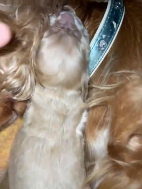 Cocker cani in vendita: Cuccioli di Cocker SpanielLinea Inglese Rari - Video 2