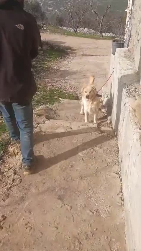 Meticcio cani in regalo: River, Simil Golden Retriever da adottare - Video 2