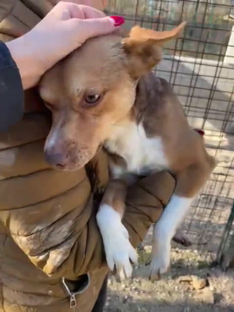 Meticcio cani in regalo: IL PICCOLO CANG - Video 2