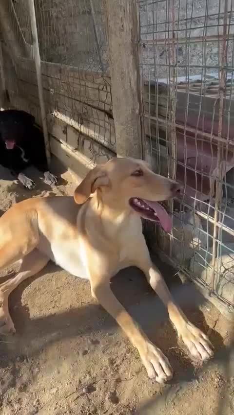 Meticcio cani in regalo: Rosy splendida giovane simil Segugio cerca casa - Video 5