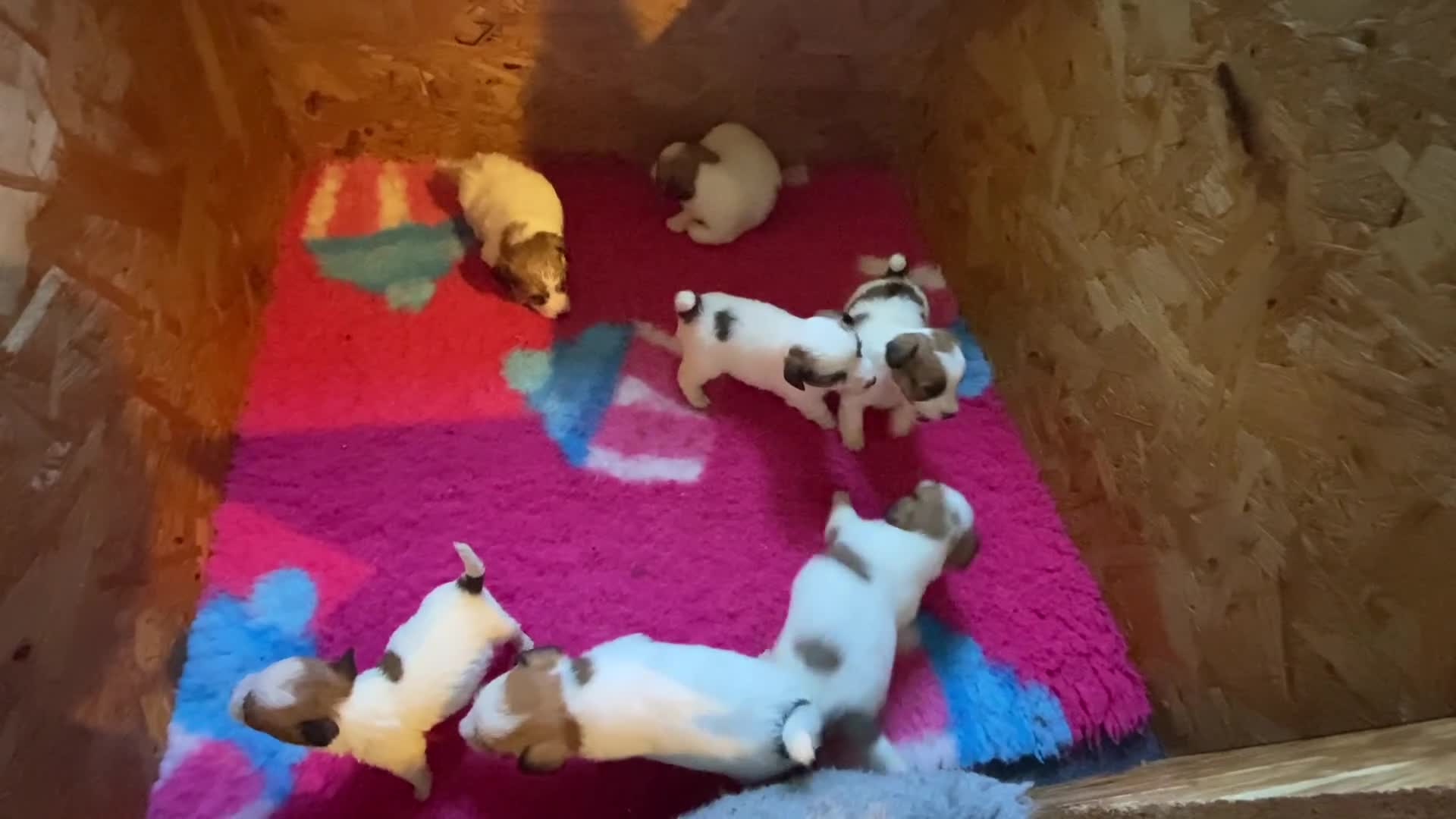 Jack Russell cani in vendita: Jack Russell terrier pelo ruvido  - Video 1