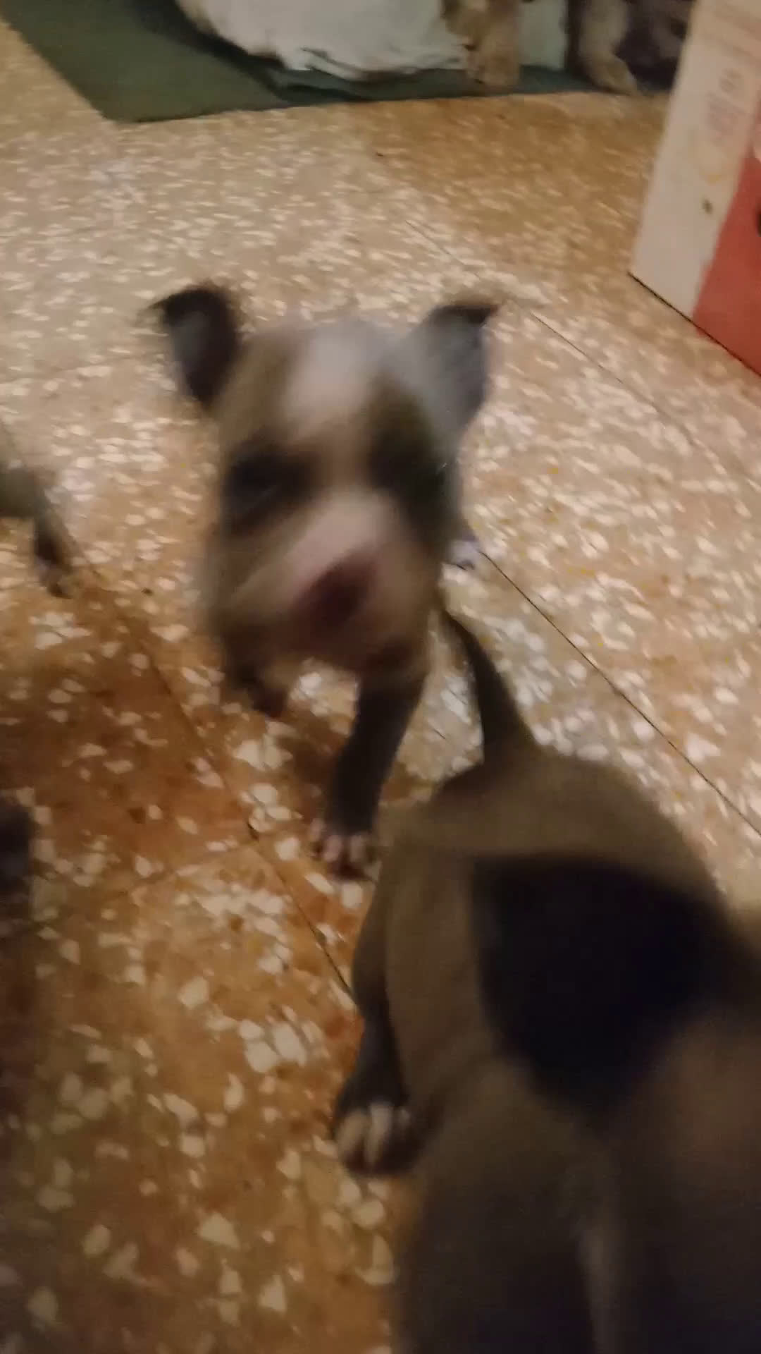 American Bully cani in vendita: American Bully, genitori addestrati da pet terapy  - Video 3