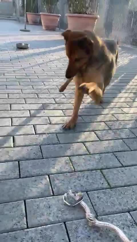 Meticcio cani in regalo: ULISSE LUPETTO - Video 1