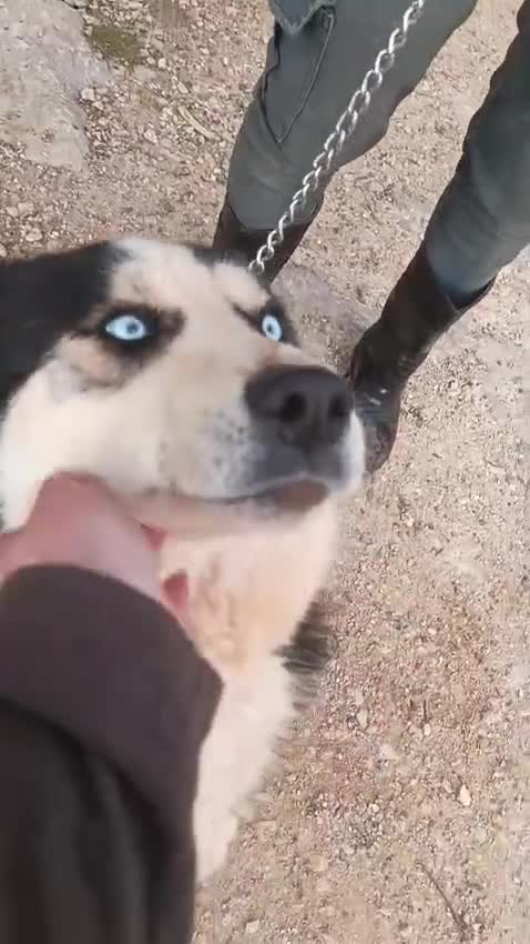 Meticcio cani in regalo: Simba, uno splendido simil Malamute - Video 1