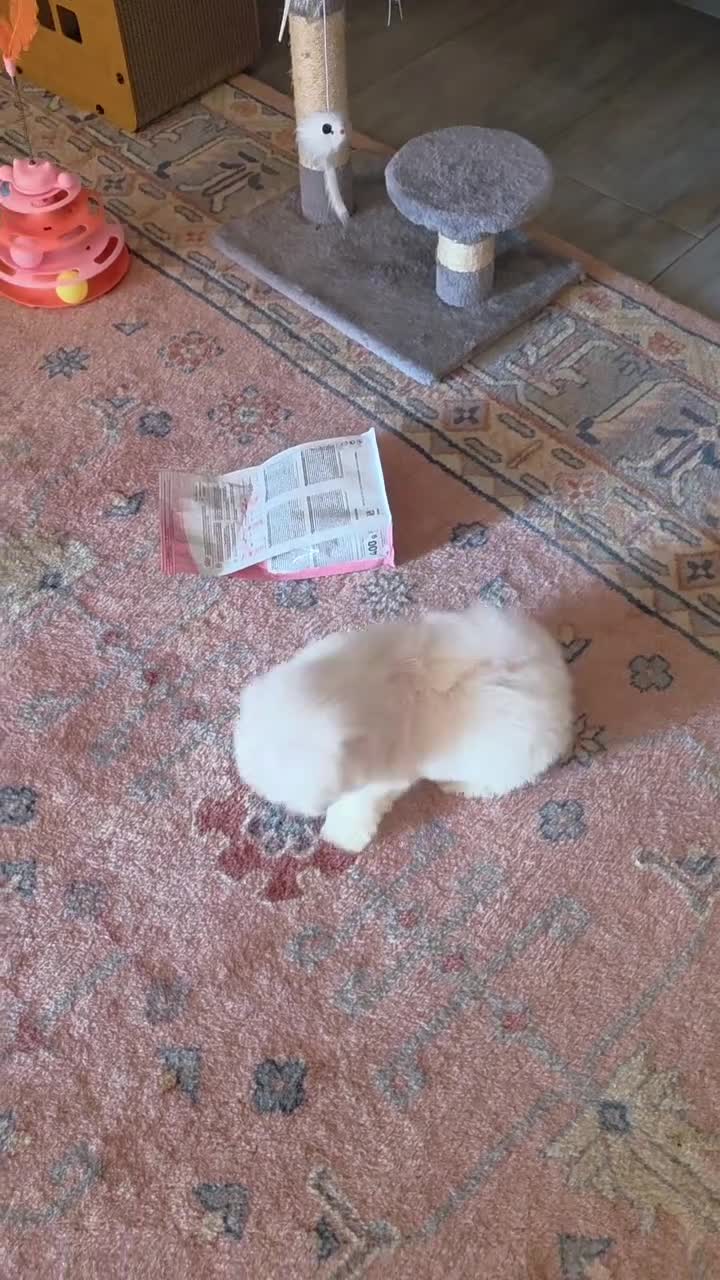 Maltese cani in vendita: Maltesi  - Video 1