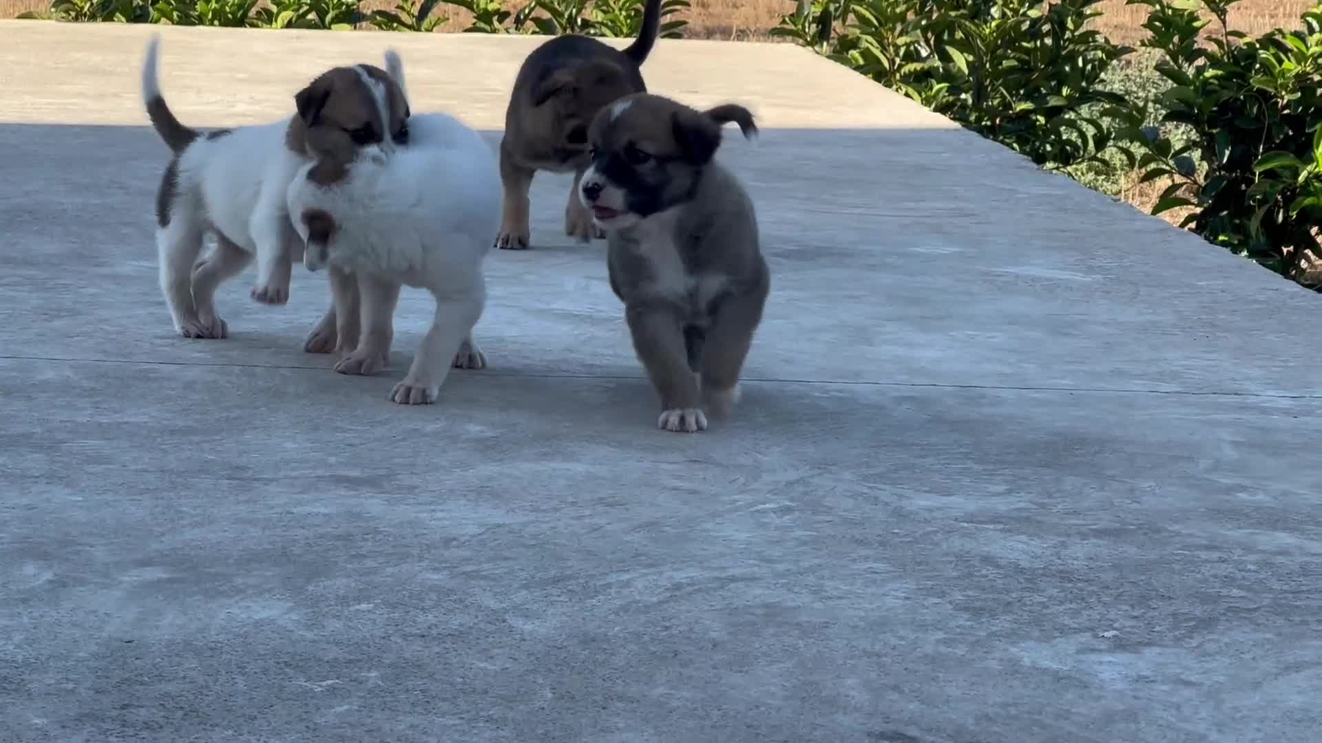 Meticcio cani in regalo: 3 bellissime cucciole cercano casa a Libero consorzio comunale di Ragusa - Video 1