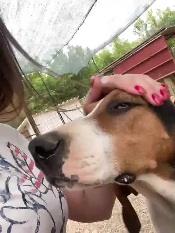Segugio cani in regalo: MAMMA e FIGLIA - Video 1
