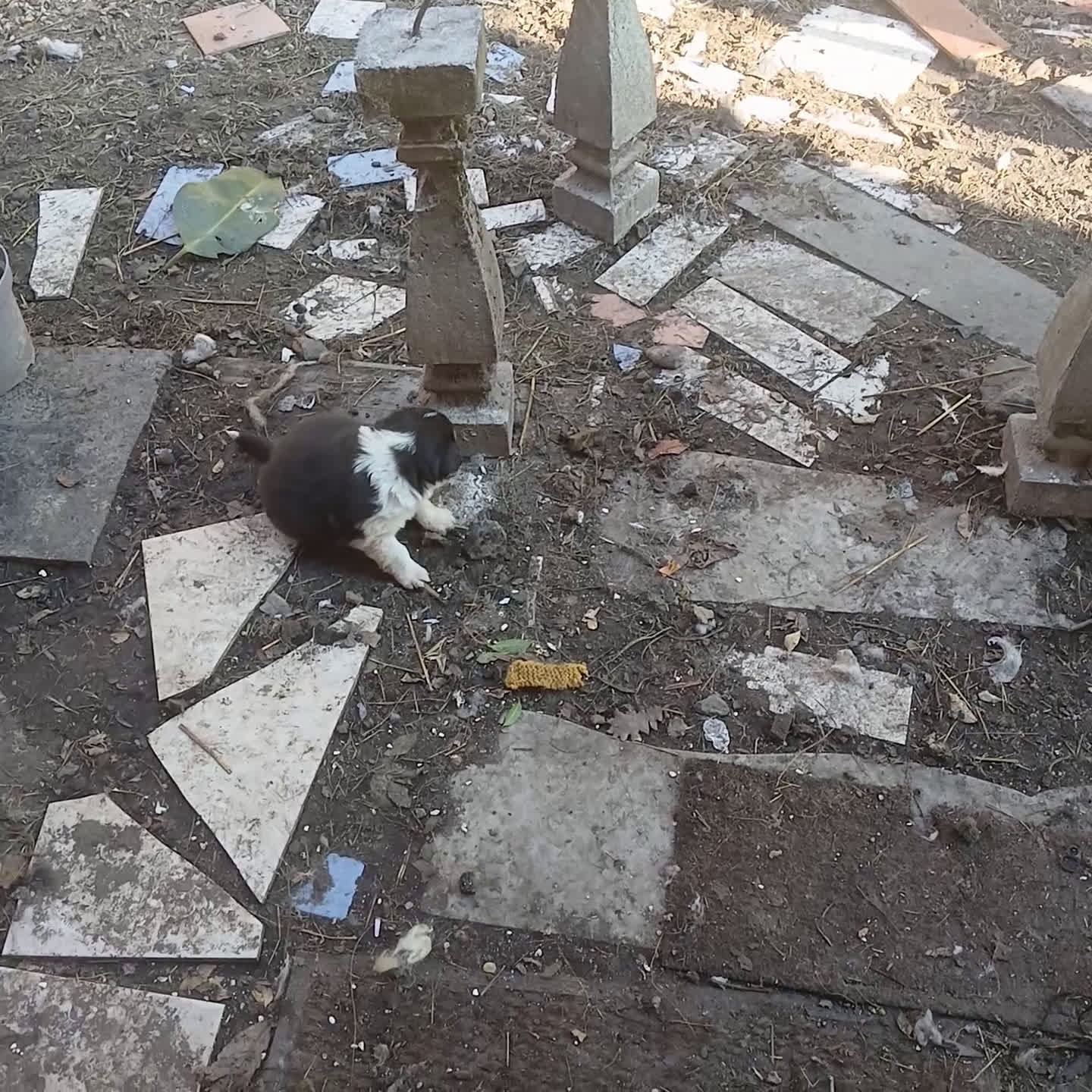 Meticcio cani in vendita: cuccioli pastore australian collie - Video 1