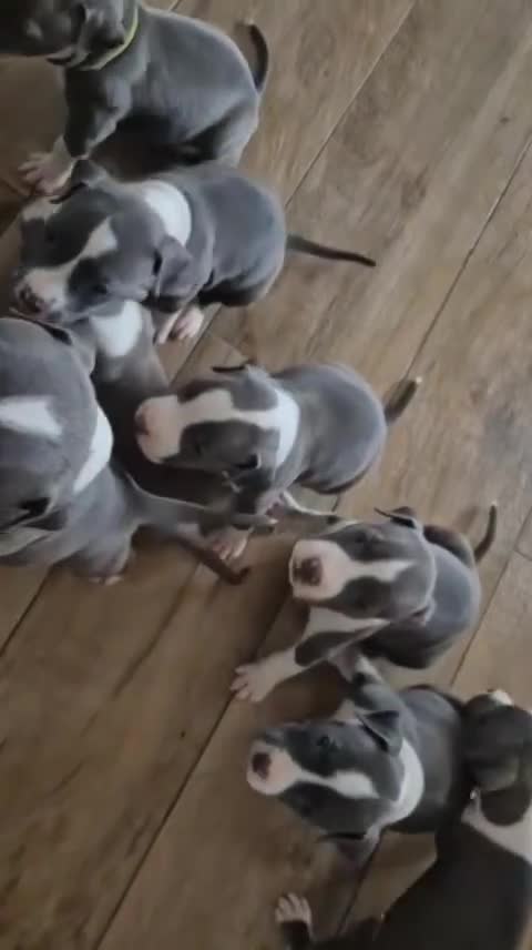 American Staffordshire cani in vendita: Amstaff blue cucciolo - Video 1