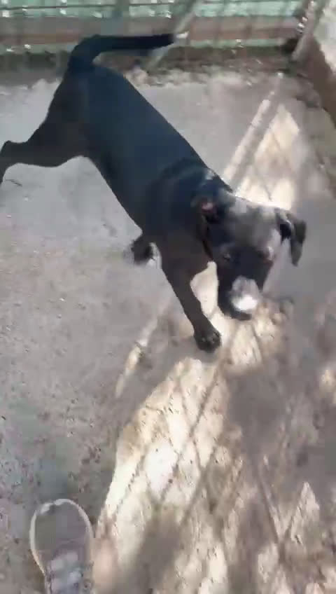 Meticcio cani in regalo: IL SIMPATICO MUSETTO DI THOR - Video 2