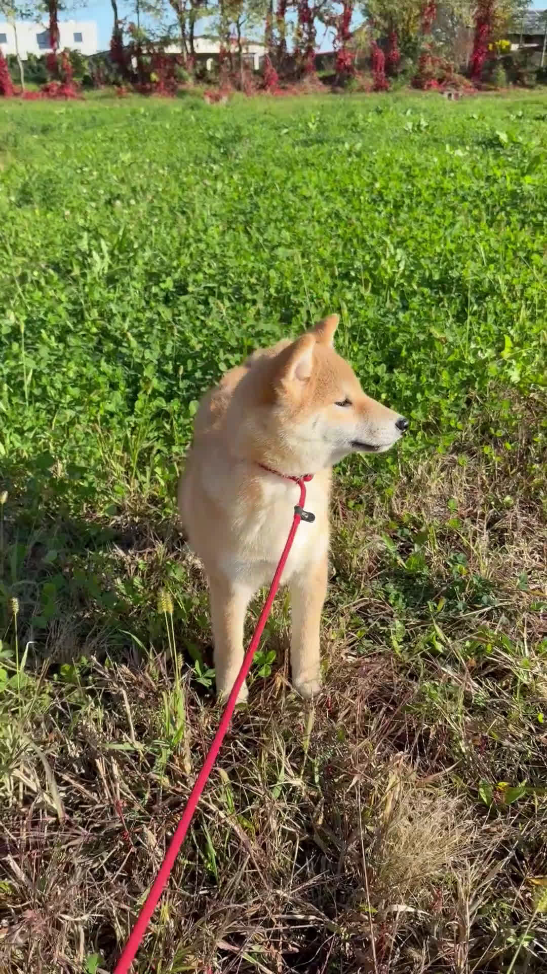 Shiba Inu cani in vendita: Cucciolo di Shiba Inu con pedigree Enci - Video 1