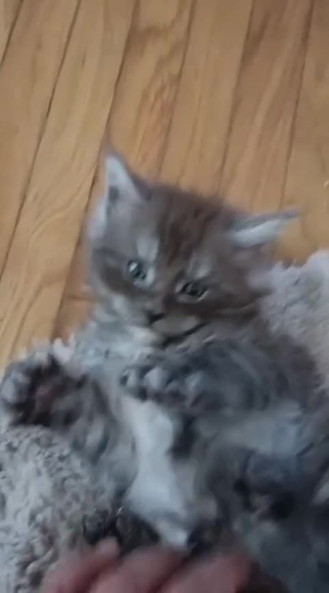 Maine Coon gatti in vendita: SPLENDIDA CUCCIOLATA  - Video 3
