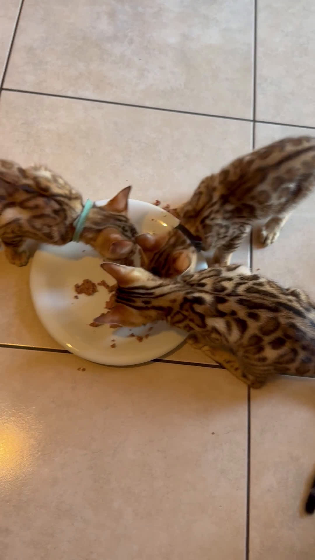 Bengala gatti in vendita: Bellissimi cuccioli  a Città metropolitana di Roma Capitale - Video 1