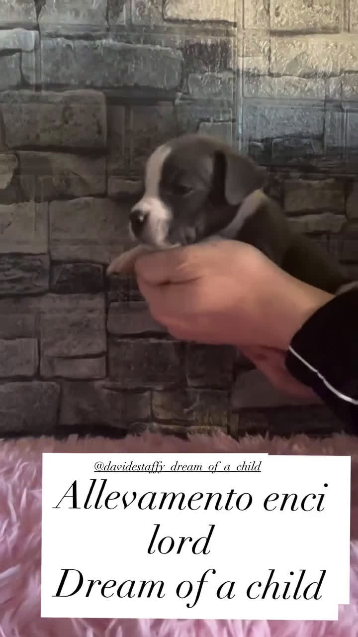 Staffordshire cani in vendita: Staffordshire bull terrier - Video 5