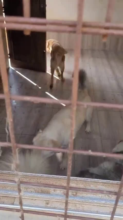 Husky cani in regalo: Donut, una dolcezza di Husky - Video 2