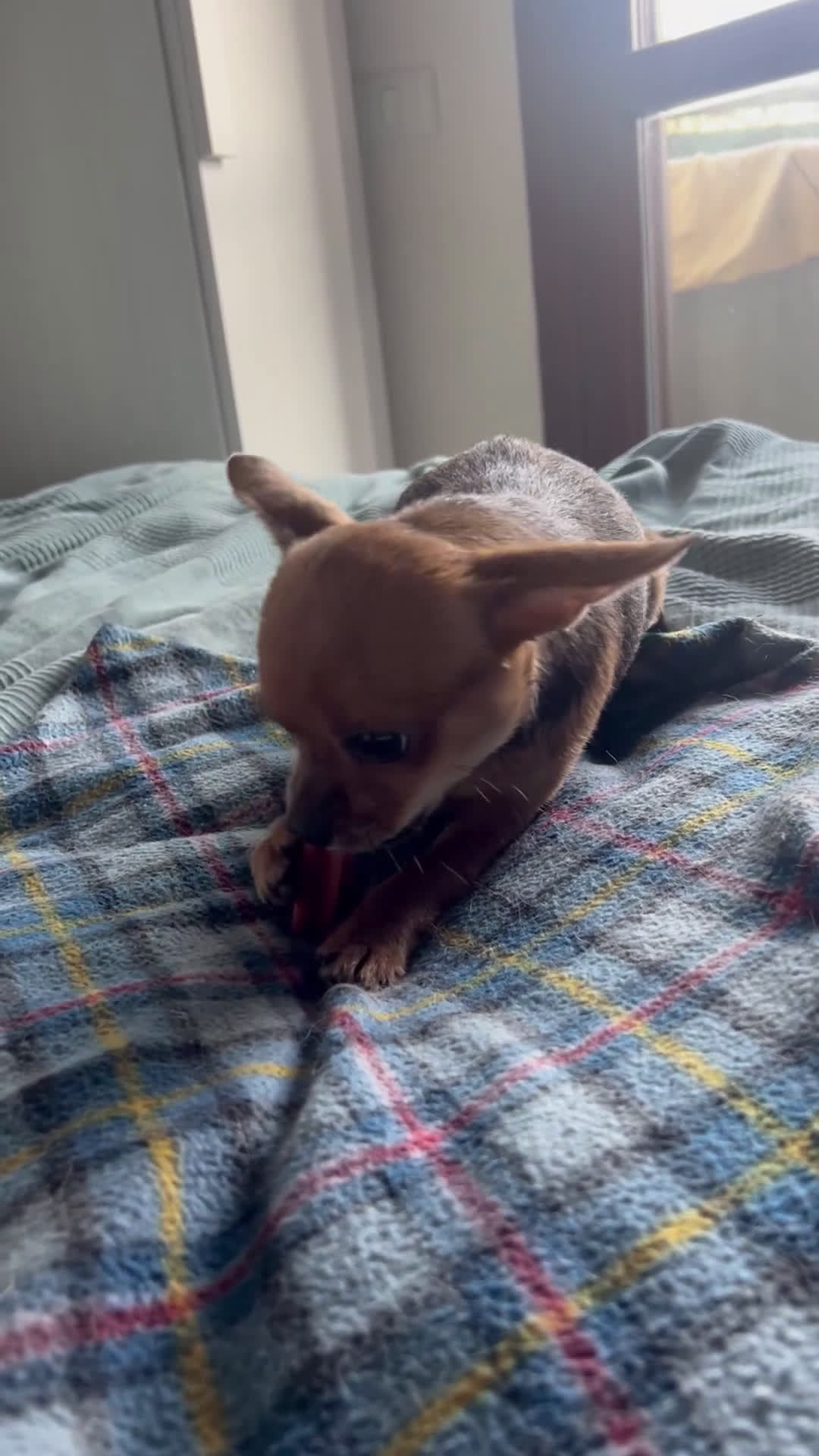 Chihuahua cani in vendita: Chihuahua femmina pedigree Enci pelo corto fulvo - Video 1