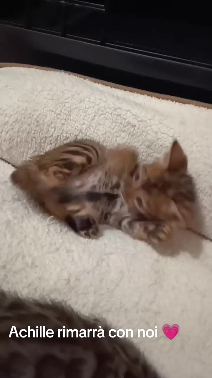 Bengala gatti in vendita: le meraviglie di Selected Breed  - Video 1